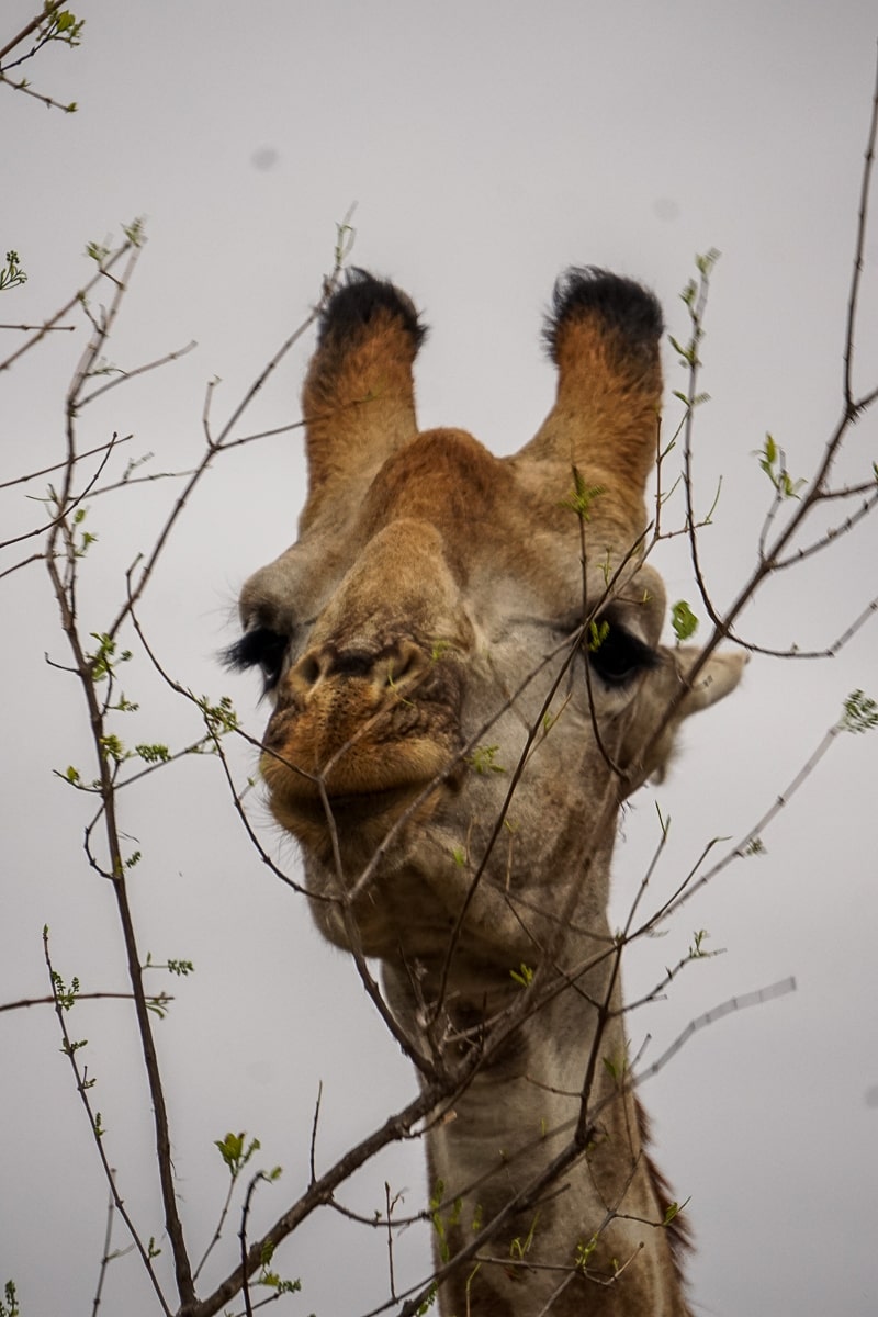 A giraffe looking at the camera and chewing