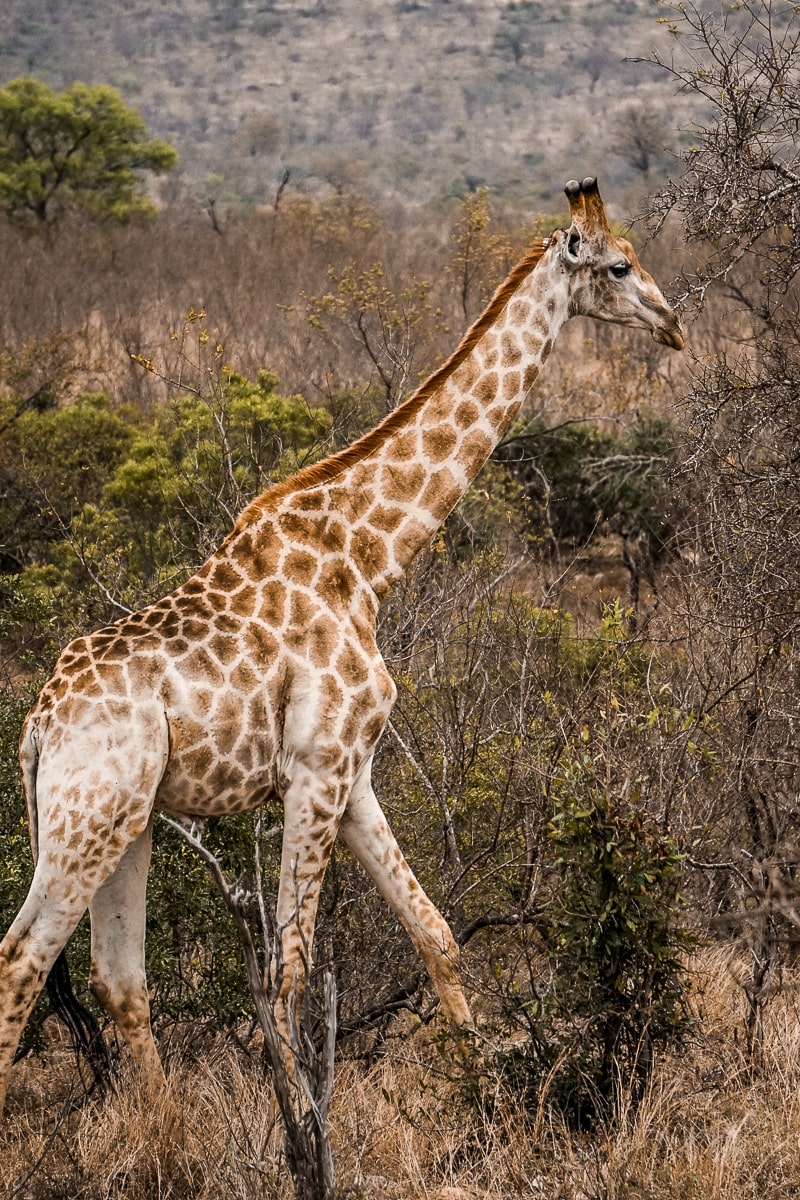 A giraffe walking through the savannah