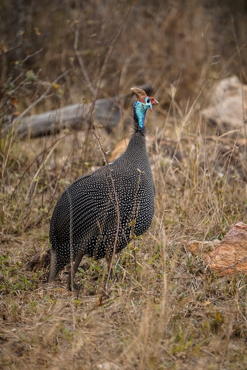 A guinea fowl with bright blue head plumage