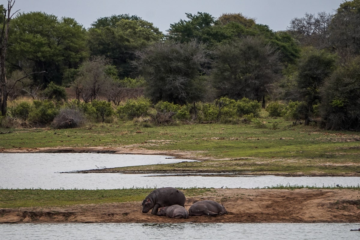 Two hippos lying on the riverbank, a third walking past