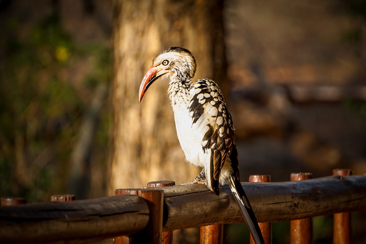 A black-and-white hornbill perched on a wooden railing