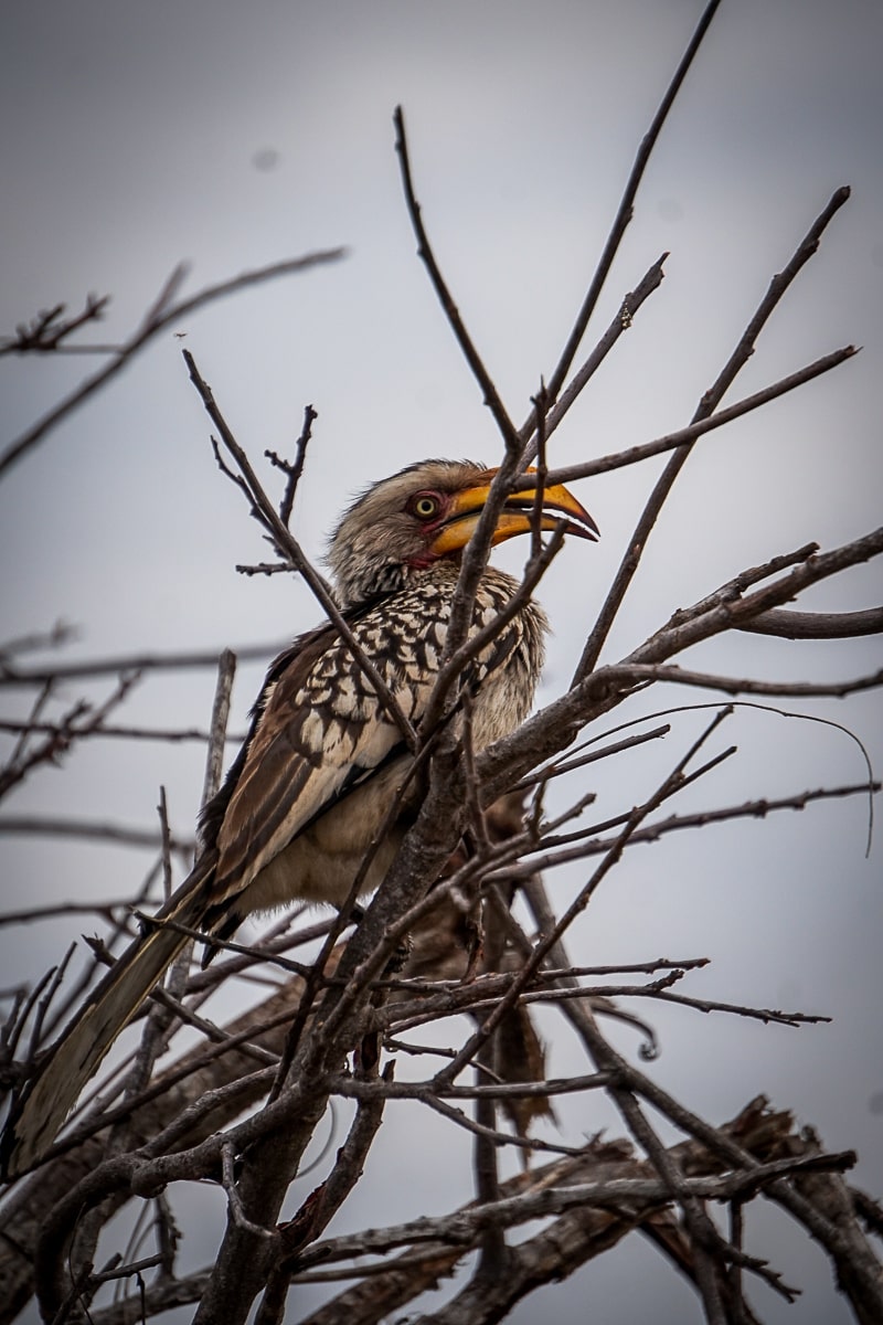 A black and white hornbill with bright yellow bill perched high on a tree