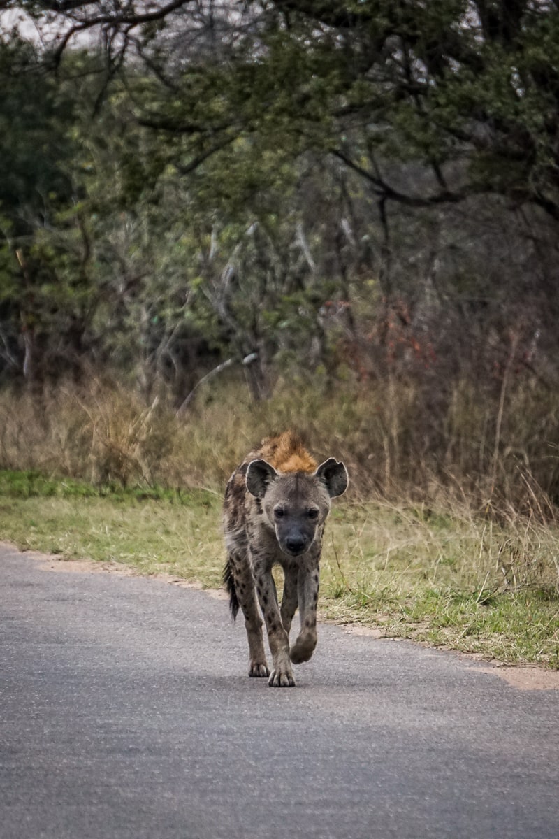 A hyena patrolling on a tarmacked road