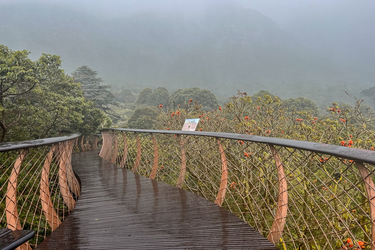 A boardwalk through a tree canopy