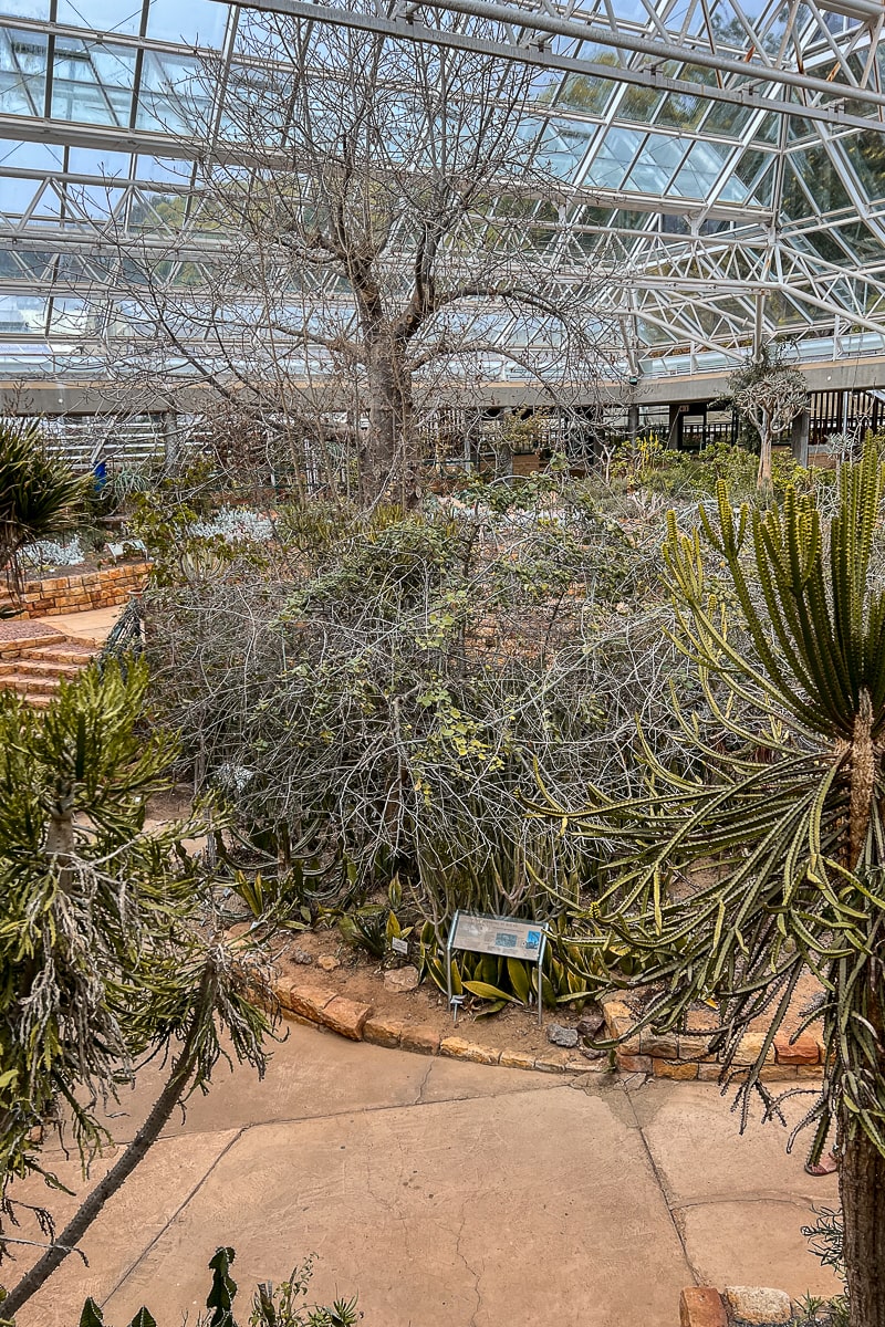 A large greenhouse and exotic plants