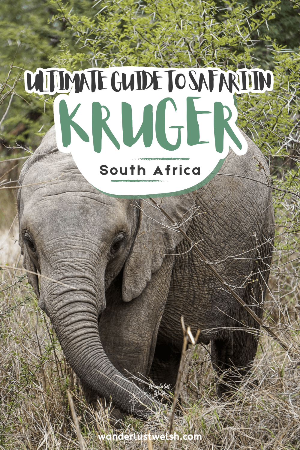 A young elephant with the words "Ultimate guide to safari in Kruger" superimposed