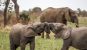 Two young elephants play fighting with tangled trunks in Kruger National Park