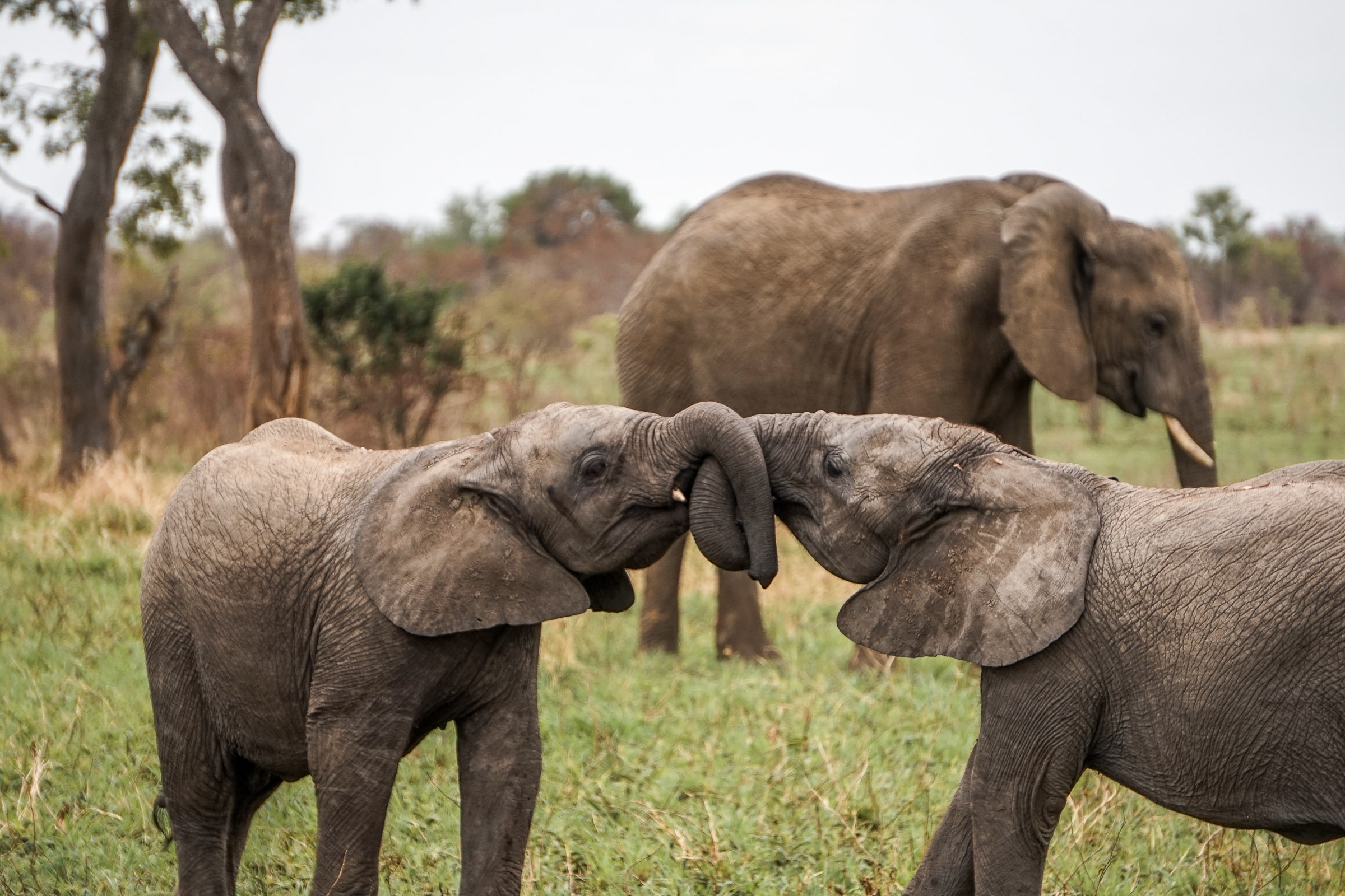 Two young elephants play fighting with tangled trunks in Kruger National Park
