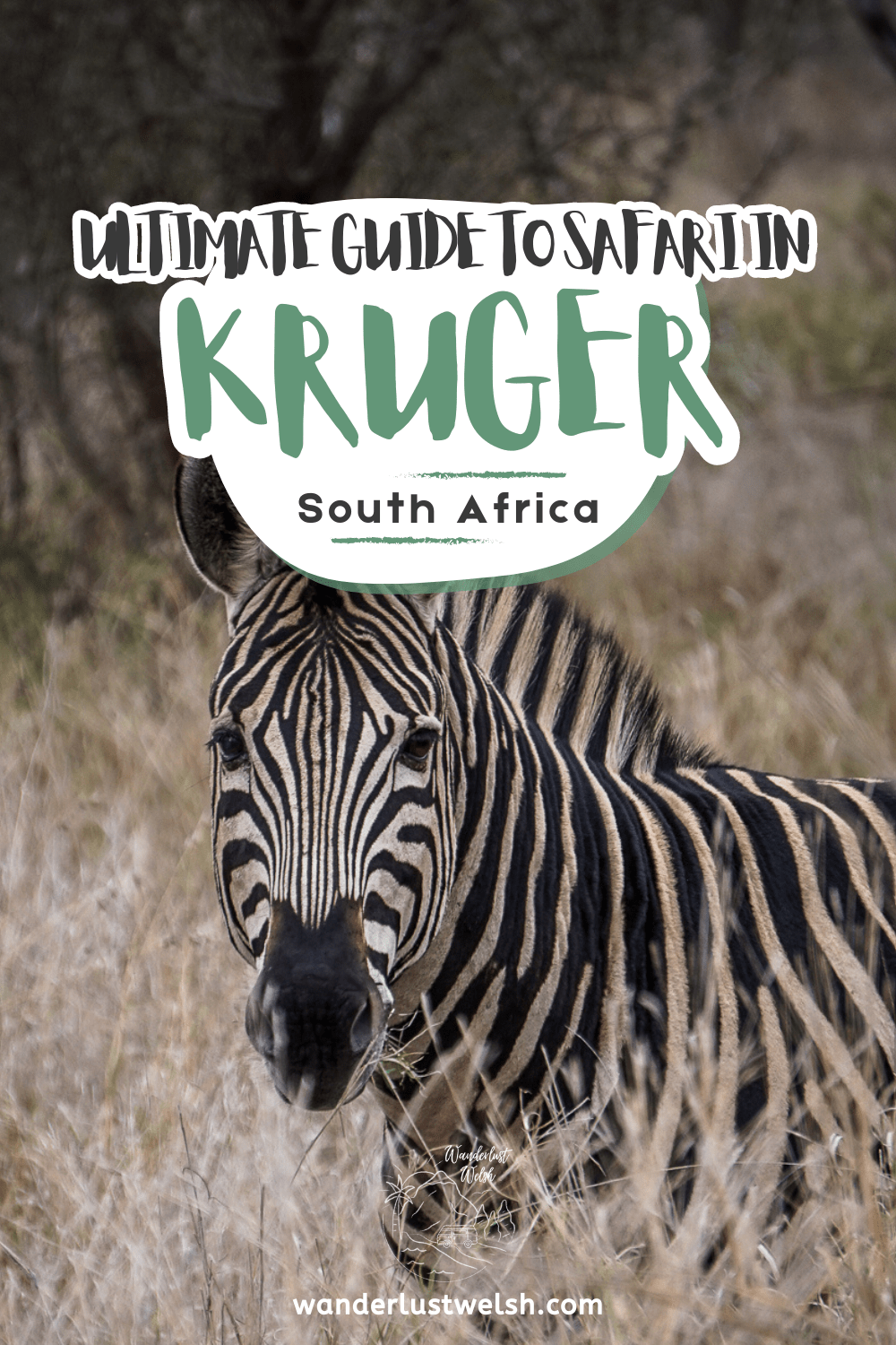 A zebra looking directly at the camera with the words "Ultimate guide to safari in Kruger" superimposed