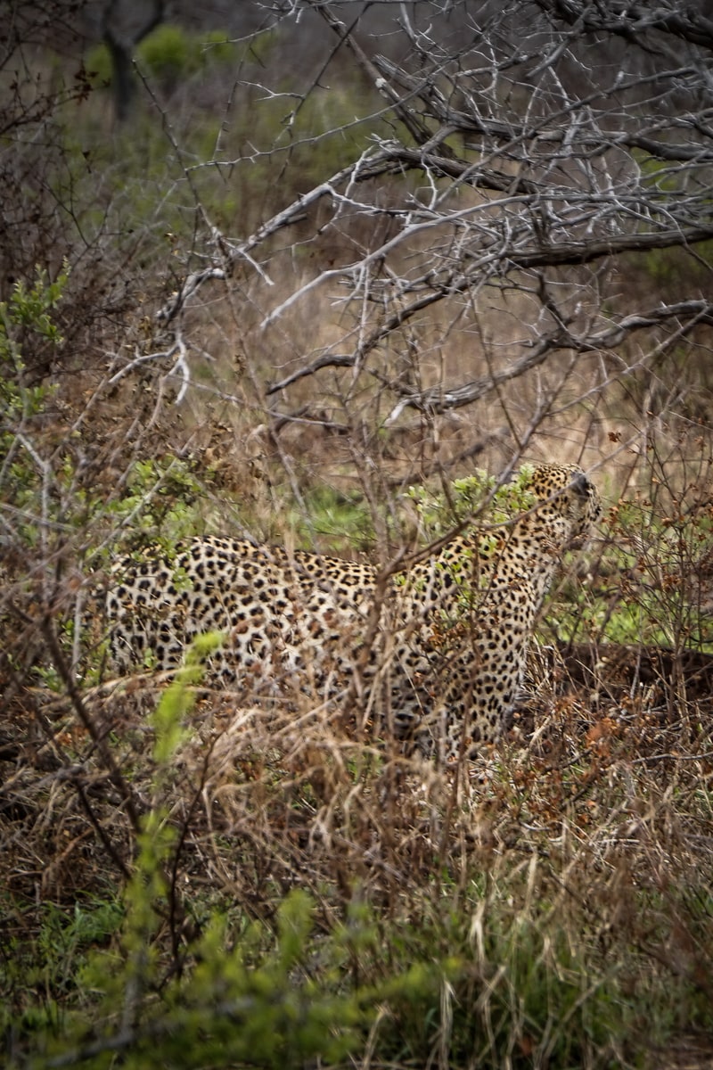 A well camouflaged leopard in the Krugar grassland