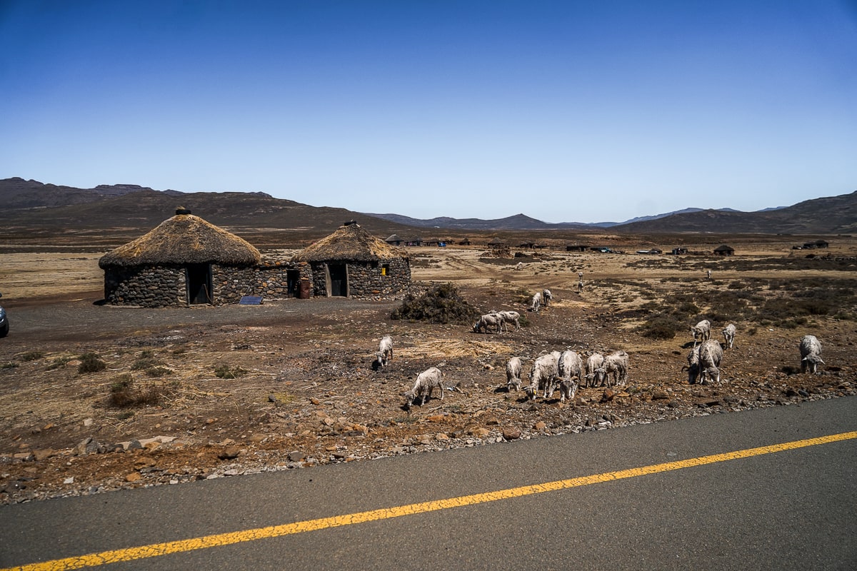 A traditional Lesotho village with two huts and goats in a barren landscape