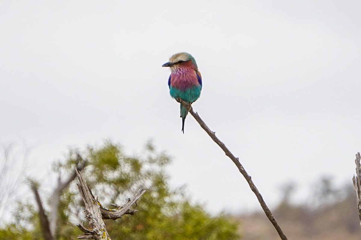 A brightly colored lilac-breasted roller perched on the tip of a long branch