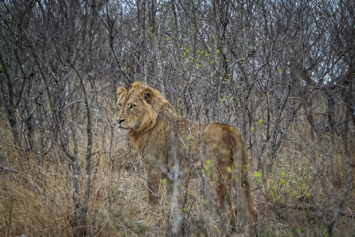 A male lion standing amongst bare trees with a fixed gaze