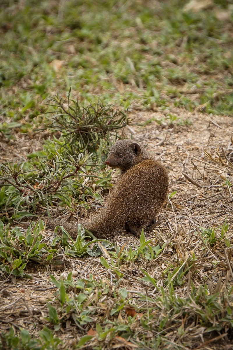 A happy looking mongoose standing near a small shrub