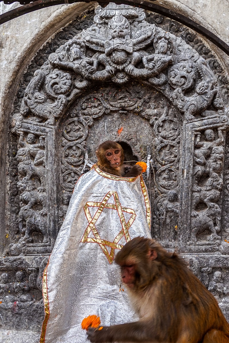 A juvenile macaque monkey poking out of a religious cloth that looks like a cape. A larger adult in the foreground looking at a flower