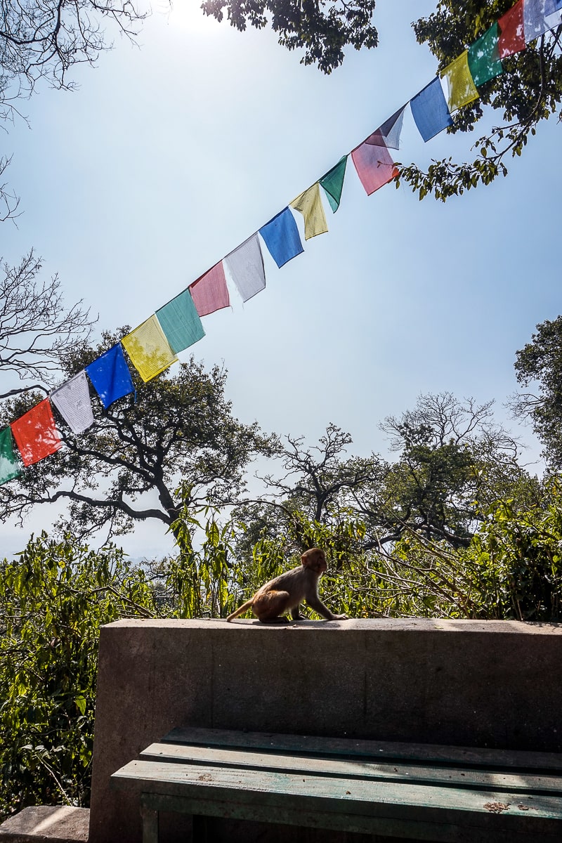 A small macaque monkey sitting on a wall with prayer flags above