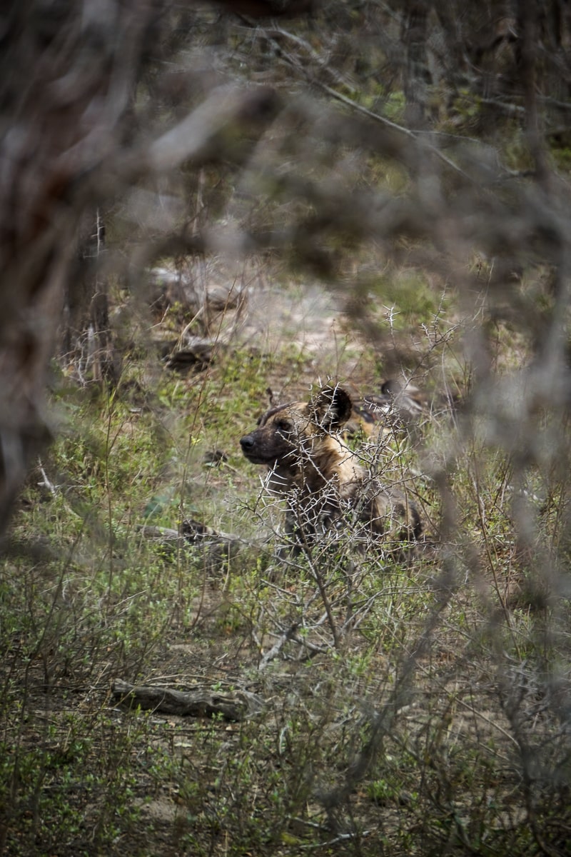 A black and tan wild dog framed by dry brushwood