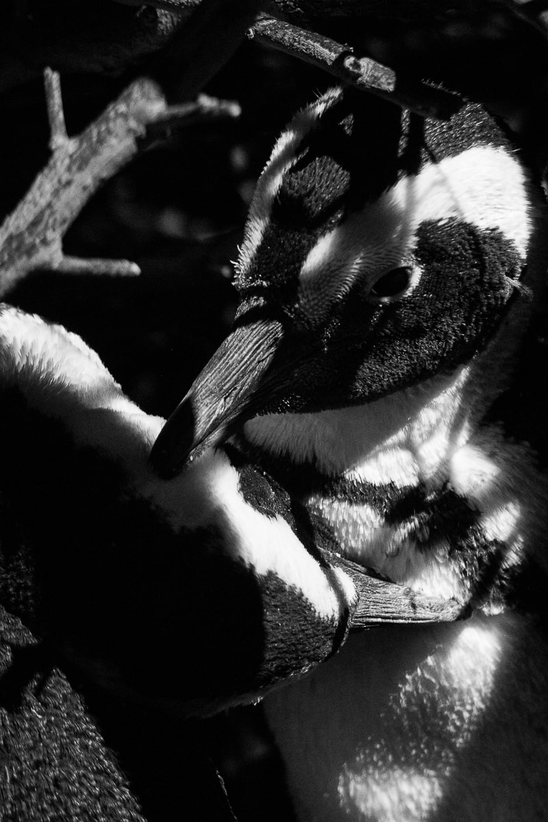 Black and white photo of two penguins in a shaded area, one preening the other's chest