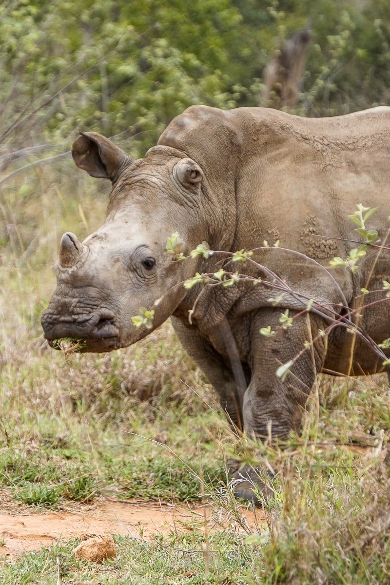 A white rhino with his head raised