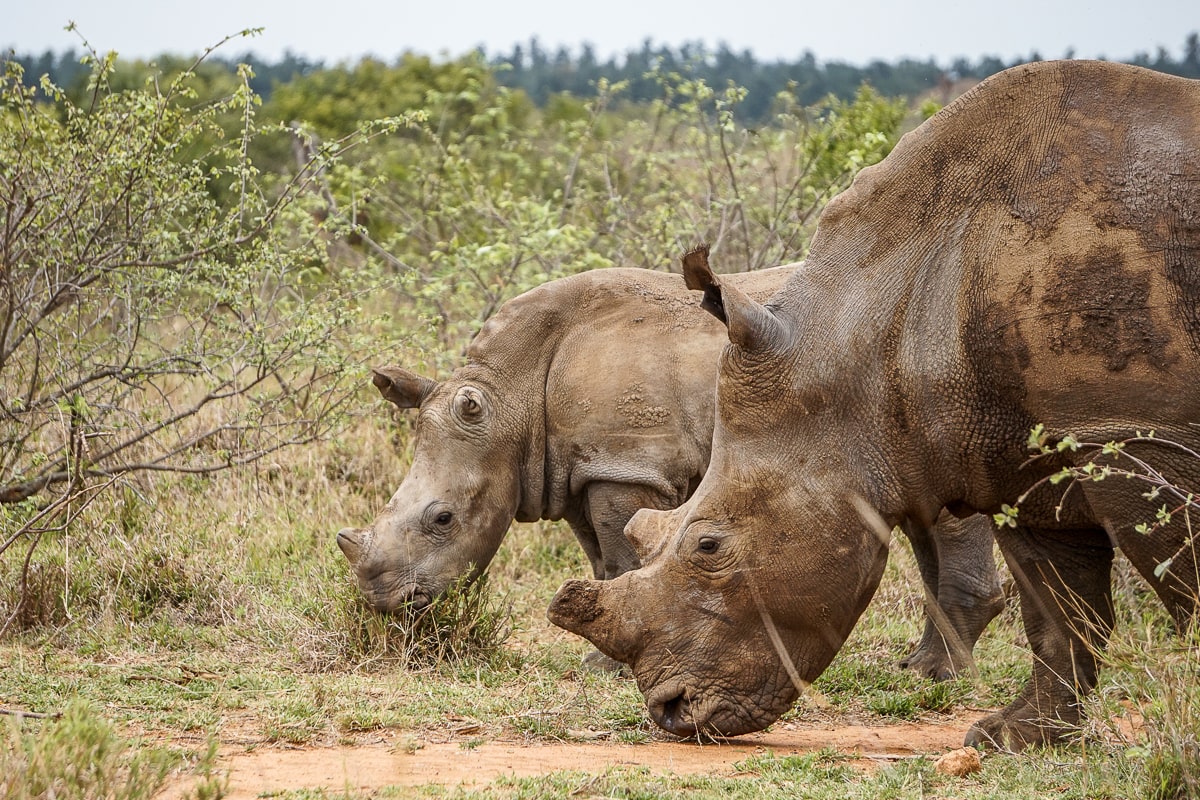 A rhino mother and calf grazing together