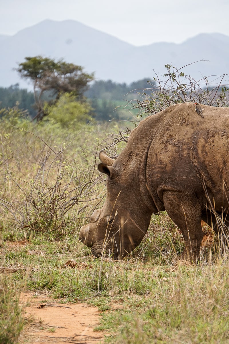A muddy rhino grazing in green grass