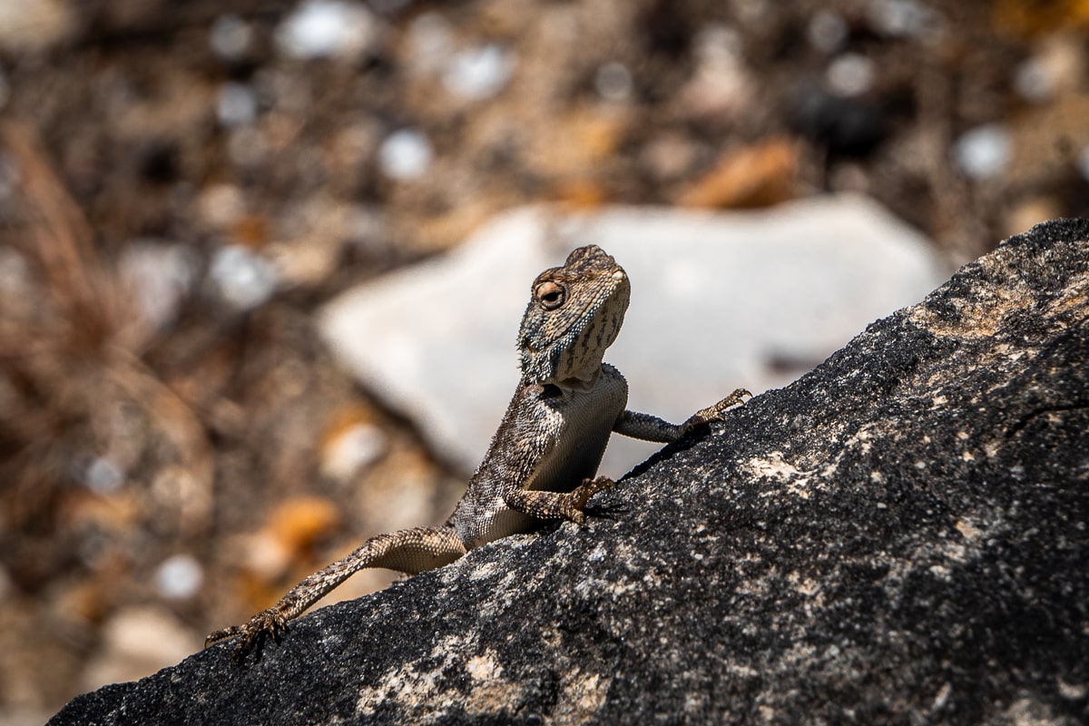 A gecko sunning on a rock