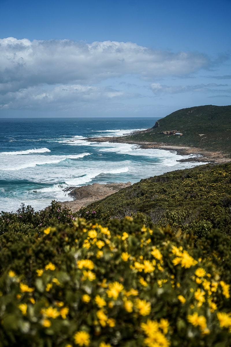 A choppy sea from a high vantage point with yellow flowered bushes