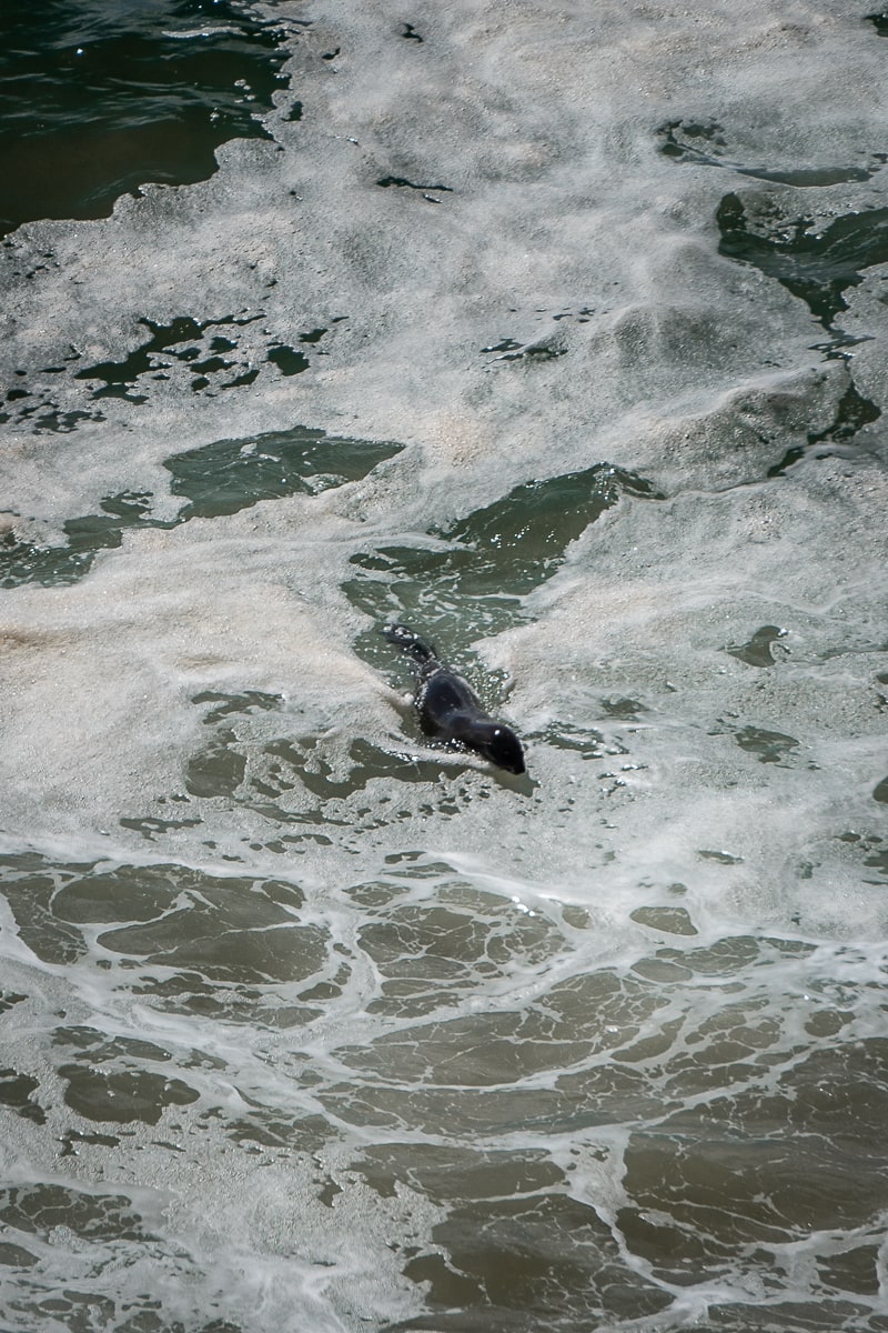 A seal swimming in the foamy sea