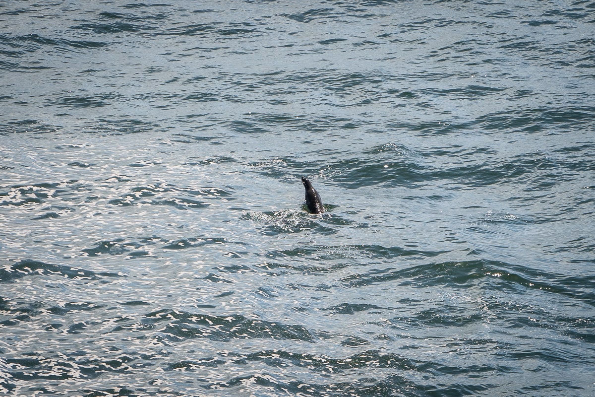 A seal jumping out of the sea