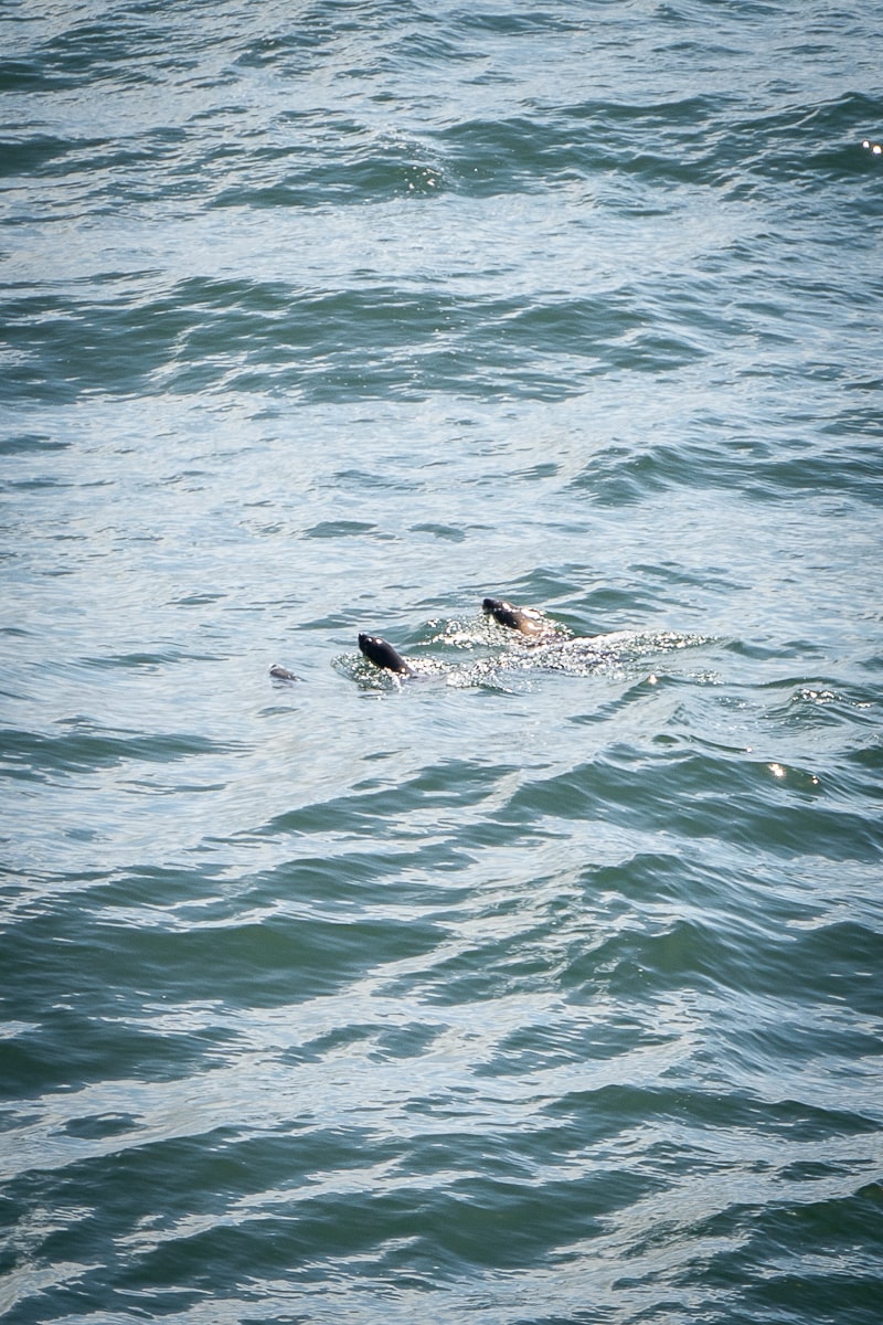 Two seals swimming in the sea