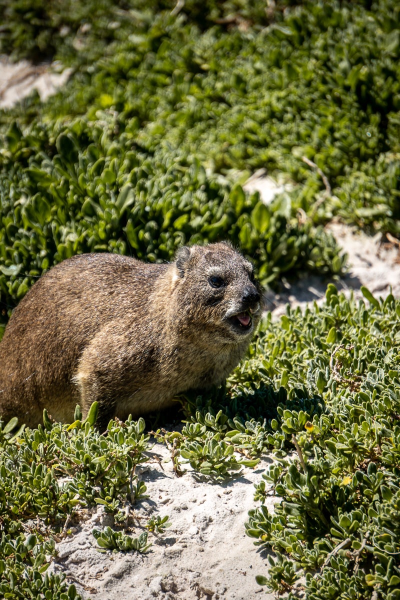 A rock hyrax with his mouth open and tongue out