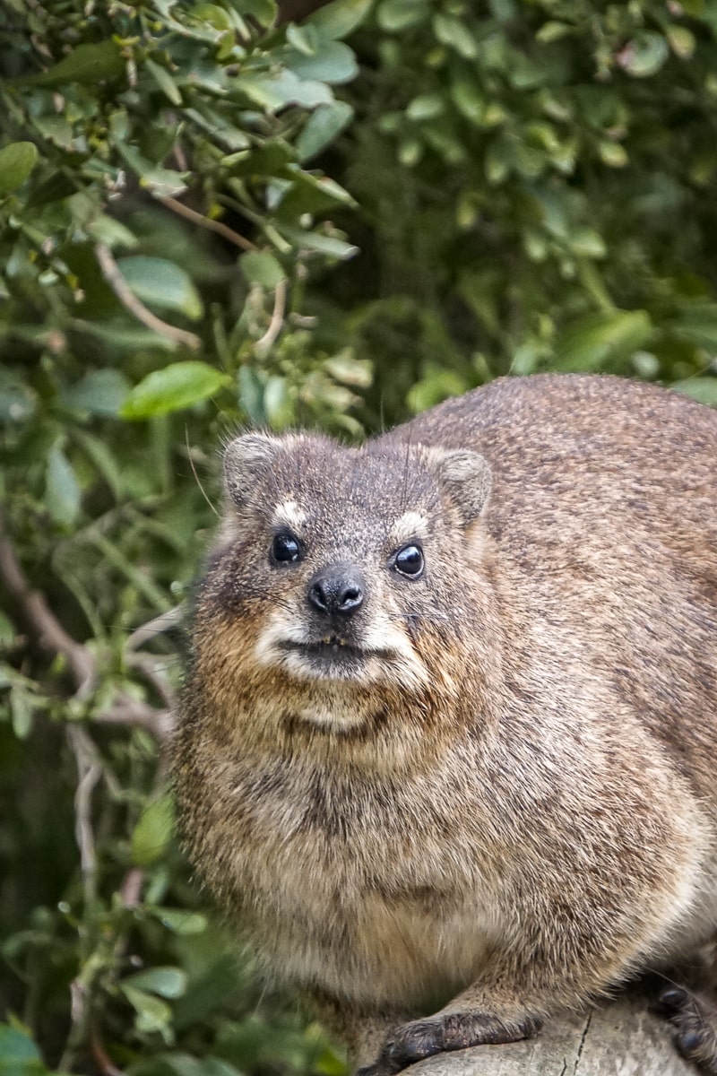 A cute rock hyrax looking straight at the camera