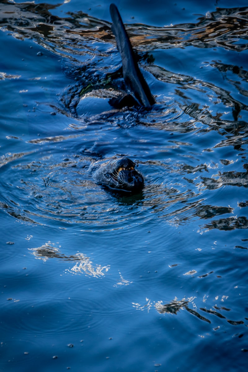 A seal's head poking out of the water to take a breath