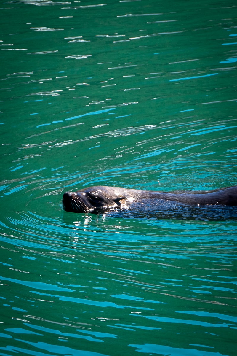 A seal swimming on the surface