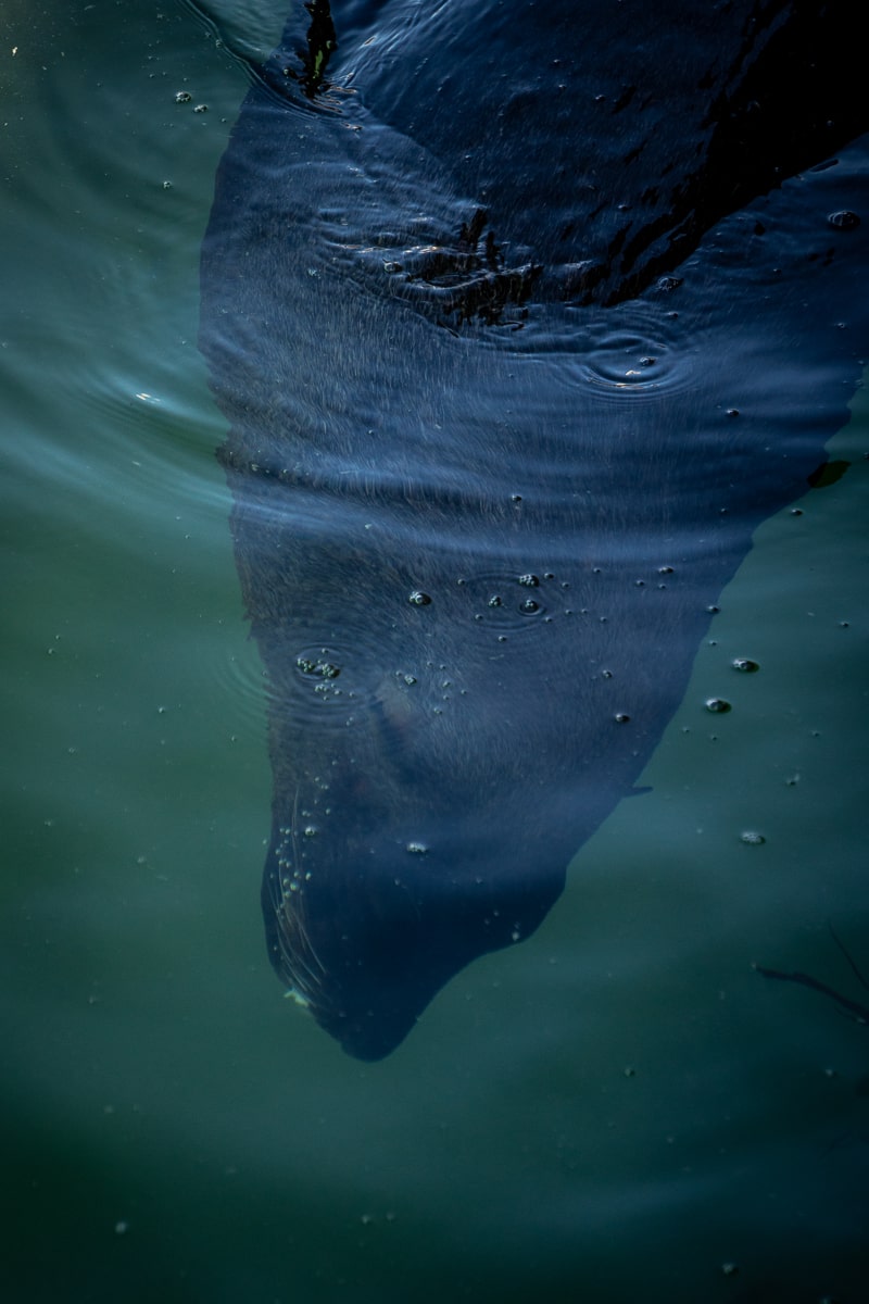 A seal's head underwater