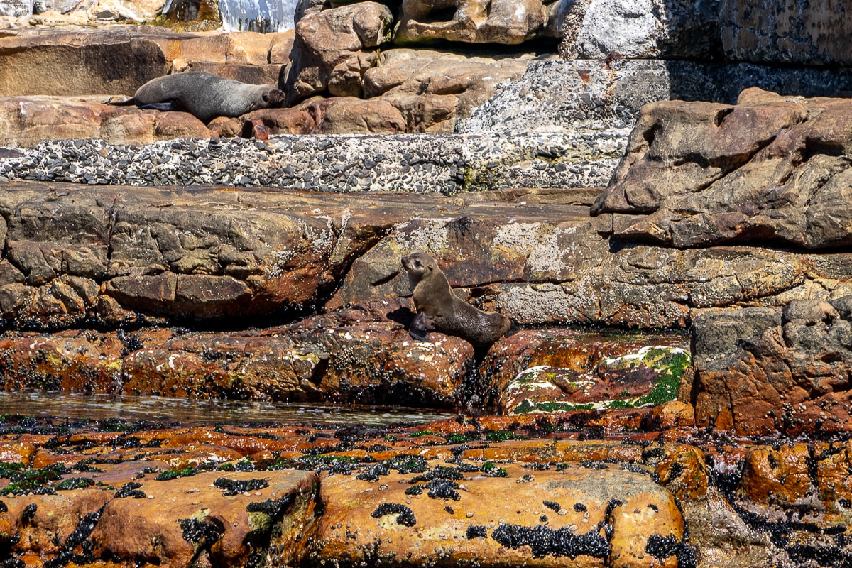Cape seals sunning on the rocky shore