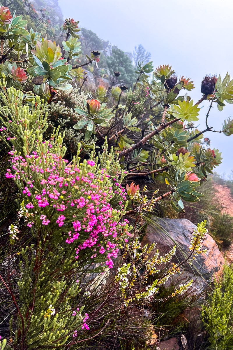 Close up of pink flowers and a green and red shrub