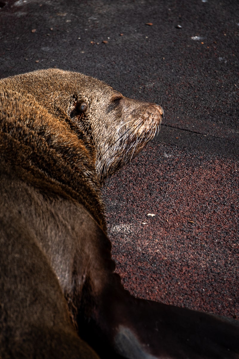 A cape seal asleep on a pier in the sun