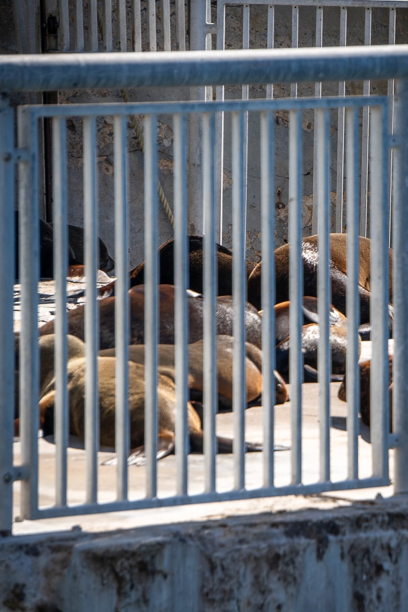 A group of cape seals sunning on the waterfront