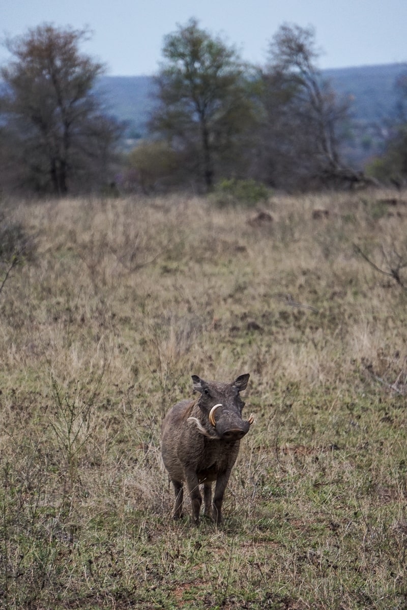 A warthog standing proudly in short grass
