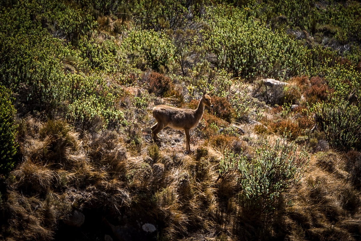 A small deer on a grassy hillside