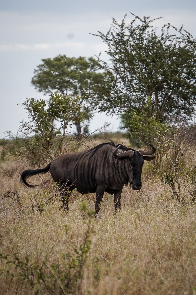 A lone wildebeest standing in long, dry grass