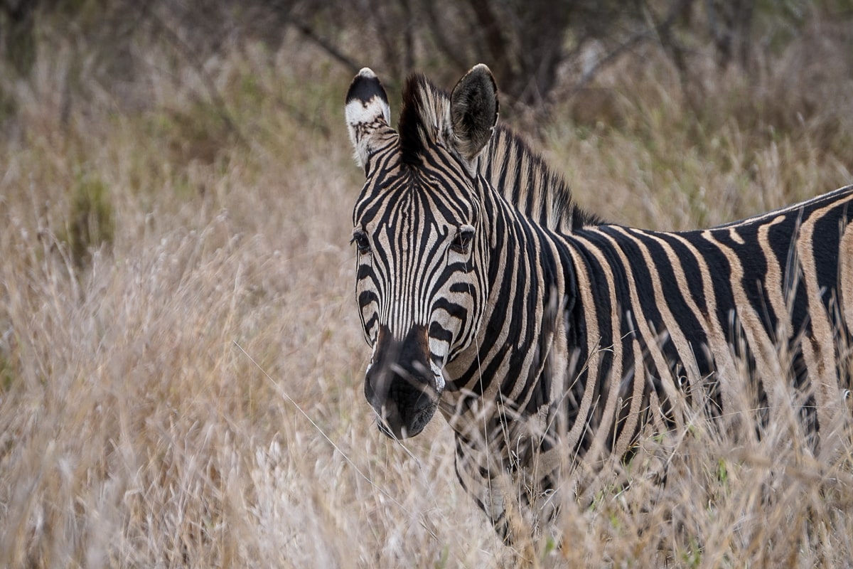 A zebra facing the camera in very long, dry grass