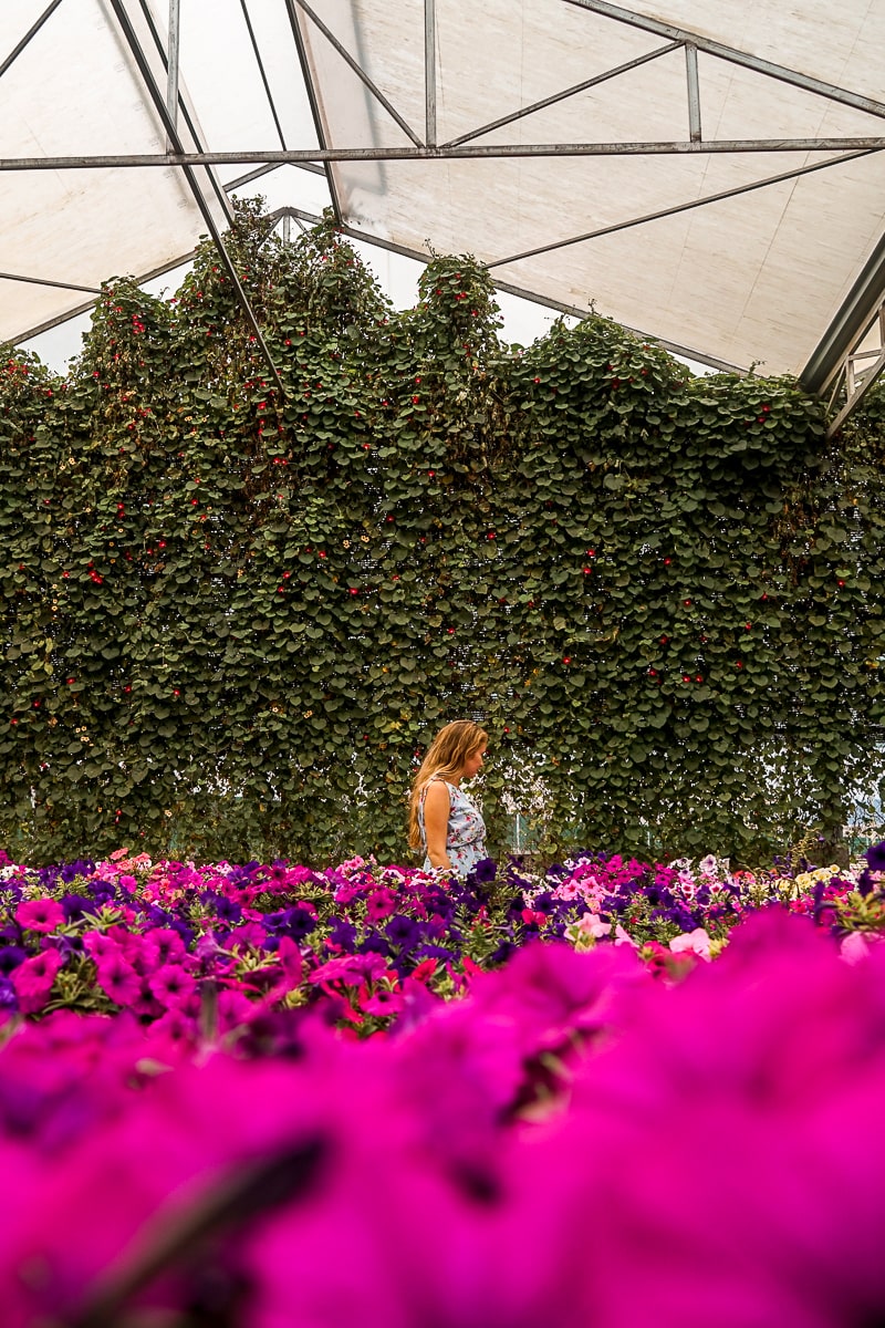 A woman walking in an indoor flower park with a sea of pink flowers in front