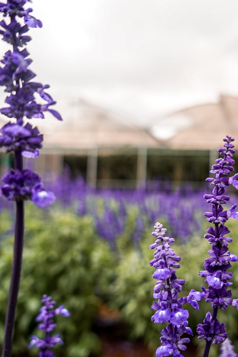 A close up of long purple flowers with a huge patch of the same flowers blurred in the background