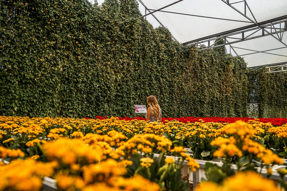 A woman walking through an indoor flower park with a sea of yellow flowers in front