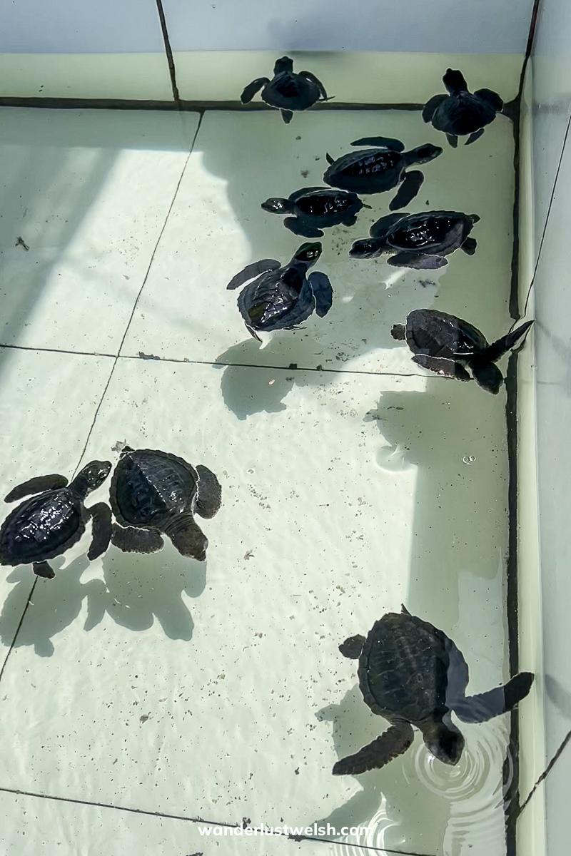 Gilis turtle sanctuary, baby turtle hatchlings in a pool