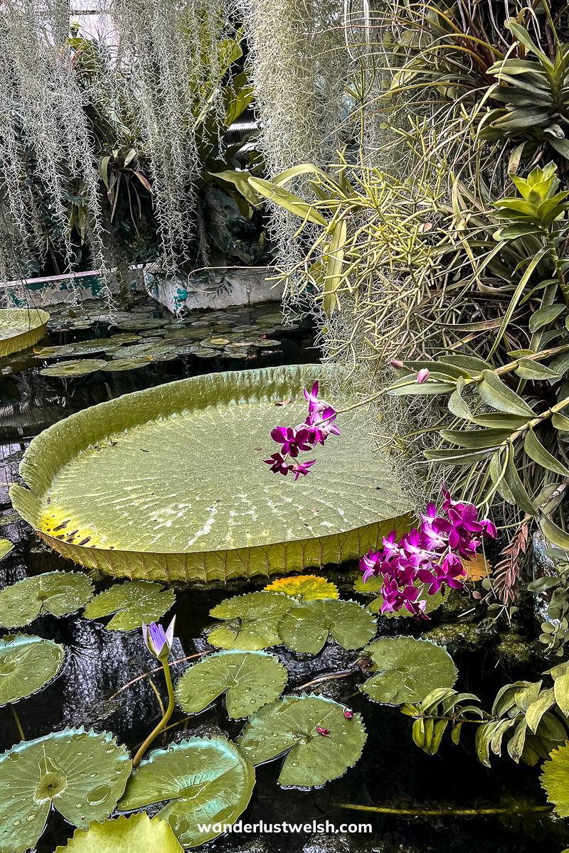A giant lily pad on a pond with smaller lily pads
