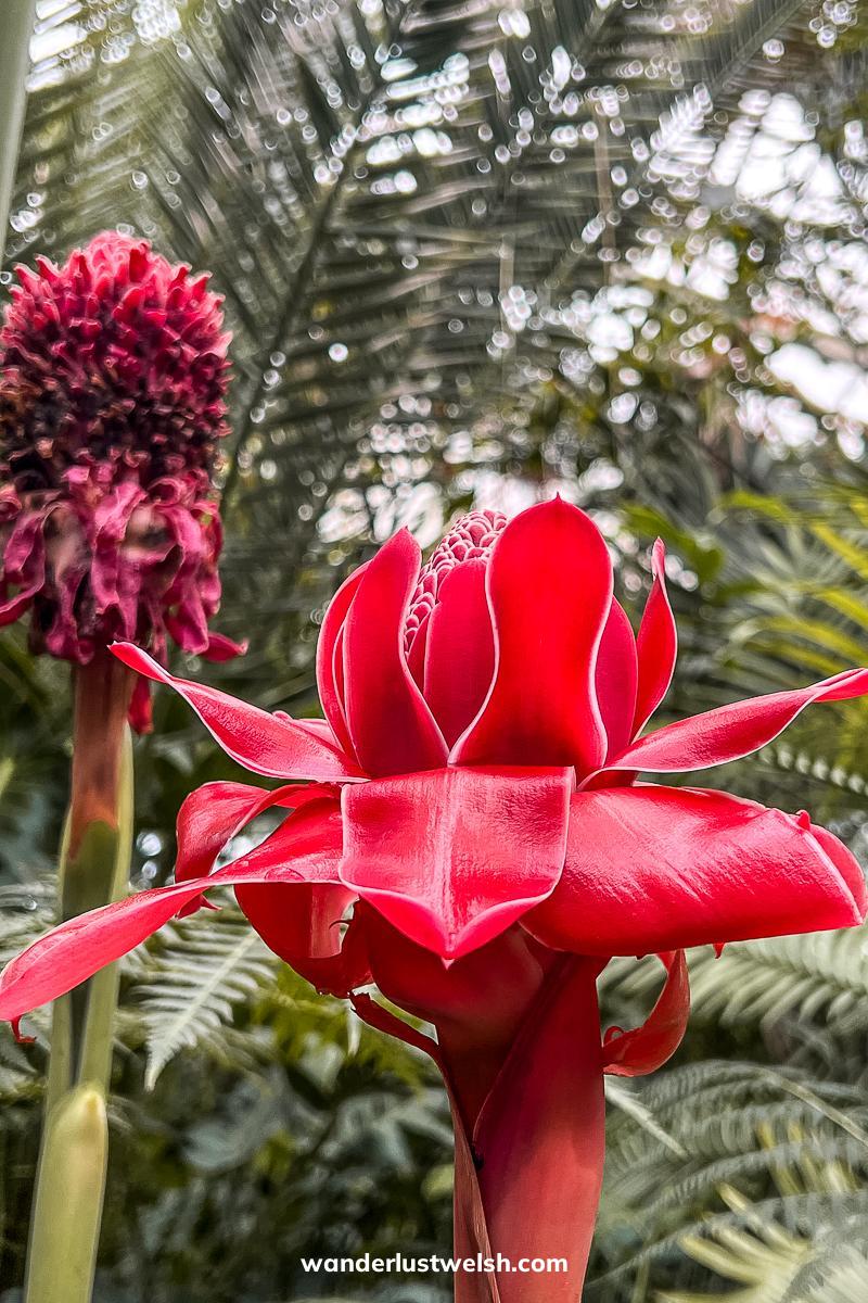 A red tropical looking flower in a botanical garden surrounded by ferns