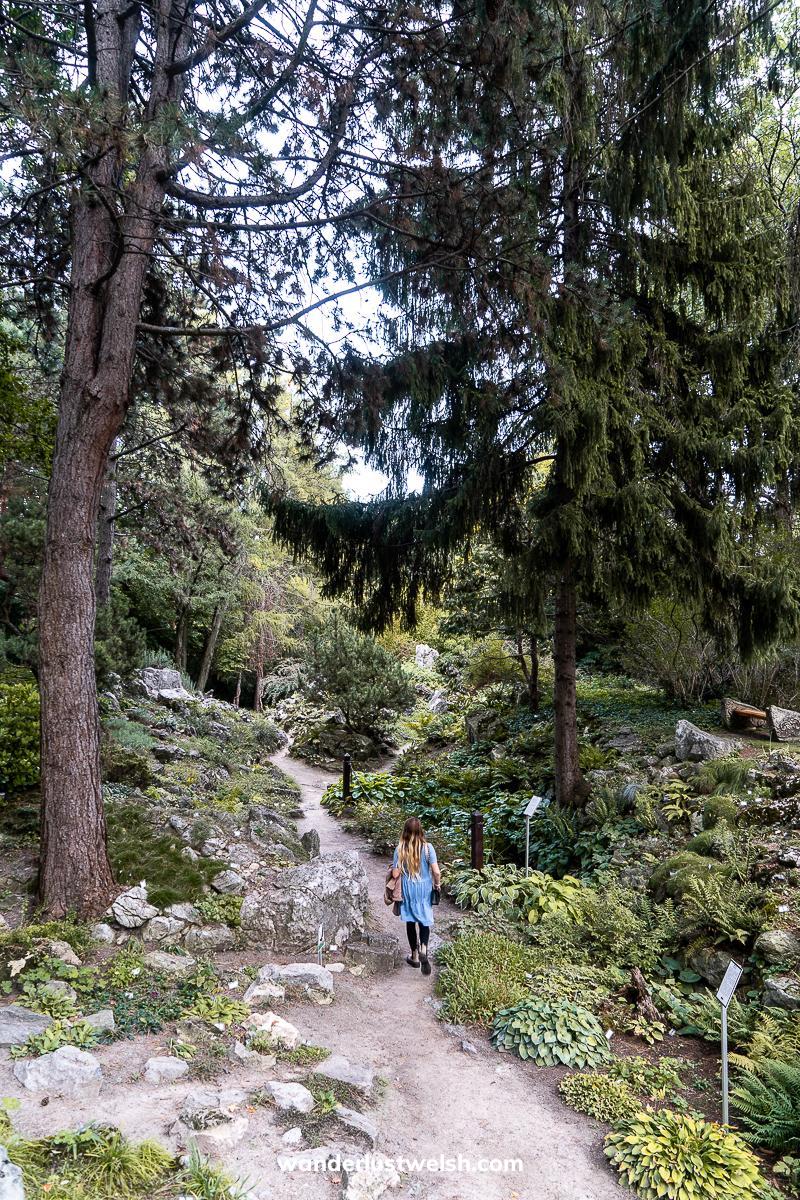 A woman walking along a trail in a botanical garden with very tall evergreen trees